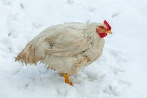 Frozen chicken